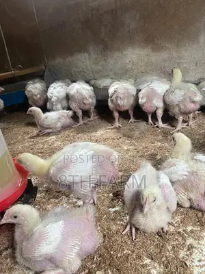 Broiler Day Old Chicks