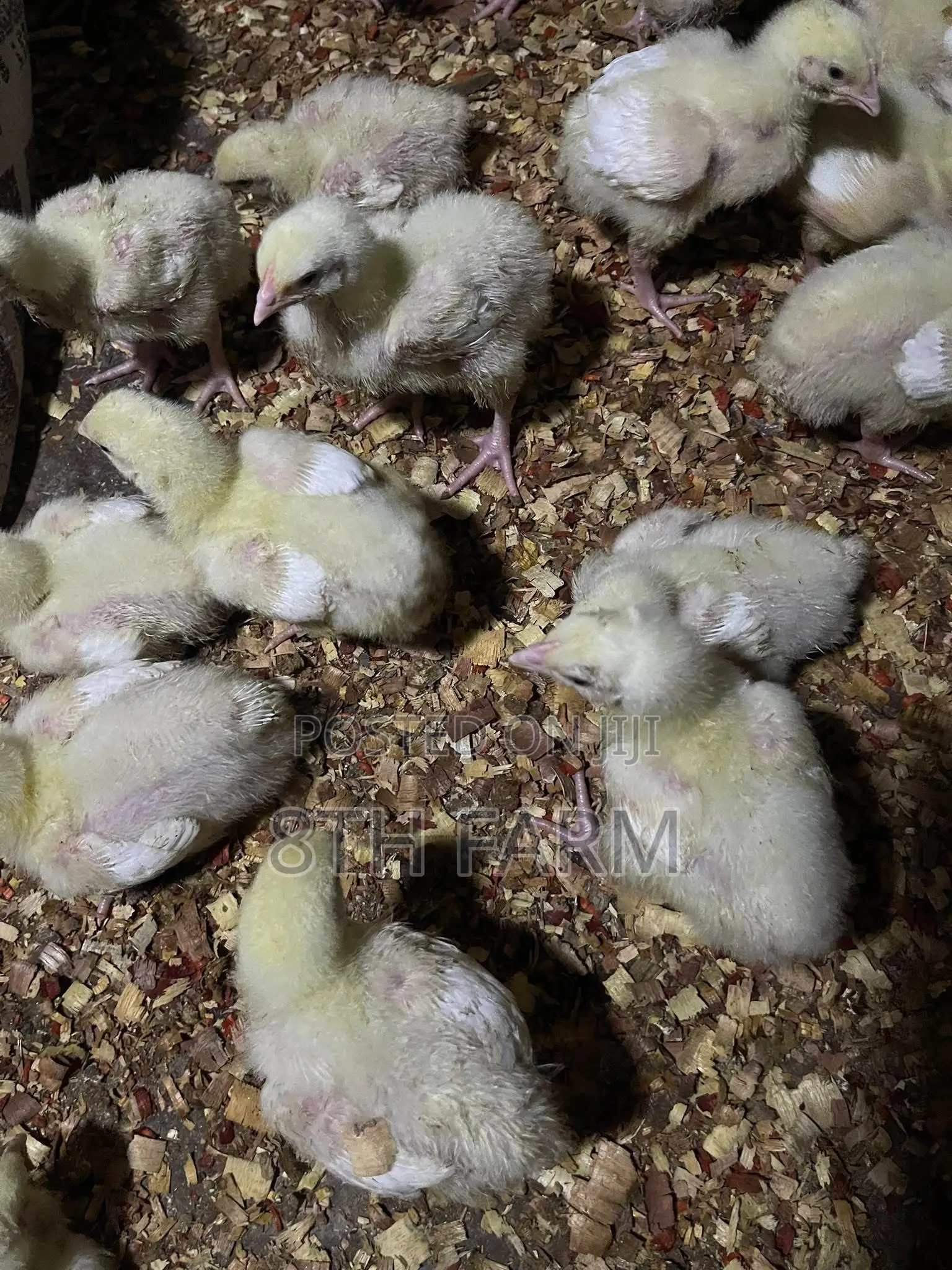 Broiler Day Old Chicks