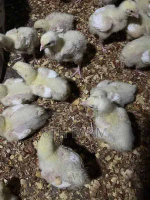 Broiler Day Old Chicks
