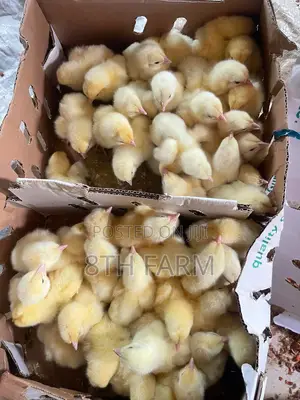 Broiler Day Old Chicks