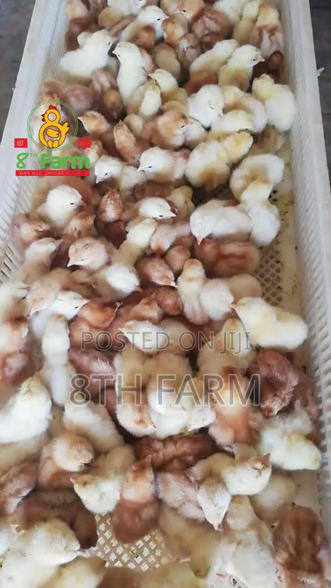Broiler Day Old Chicks