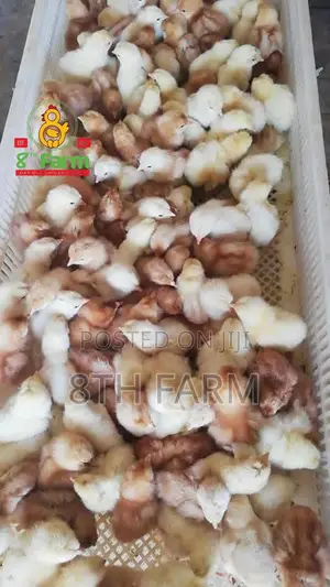 Broiler Day Old Chicks