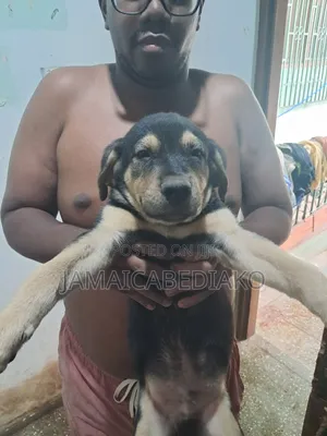 1-3 months Male Mixed Breed Boerboel