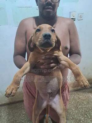1-3 months Male Mixed Breed Boerboel