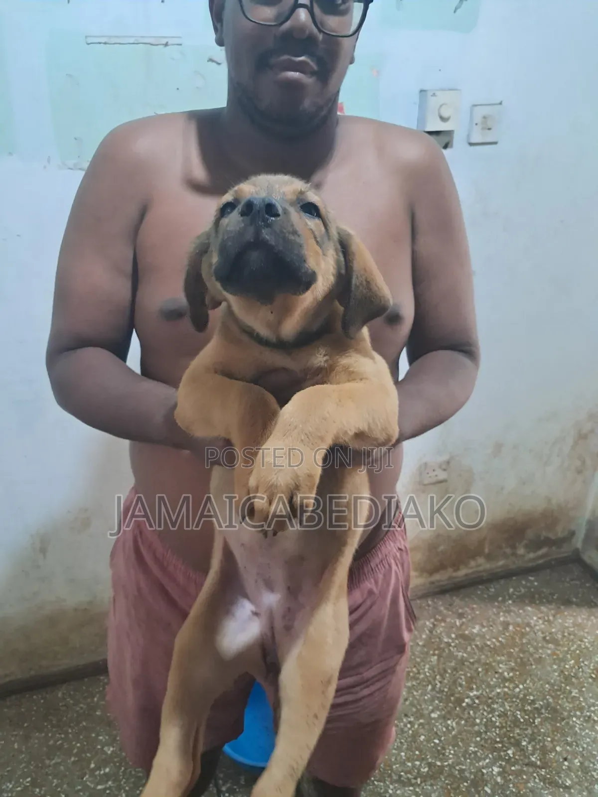 1-3 months Male Mixed Breed Boerboel