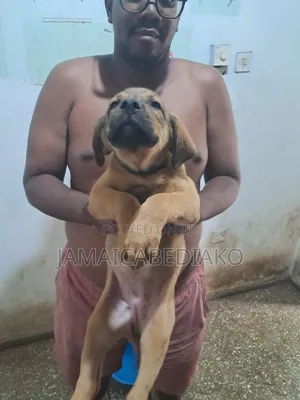 1-3 months Male Mixed Breed Boerboel