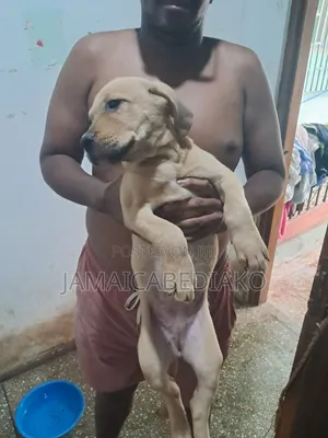 1-3 months Male Mixed Breed Boerboel