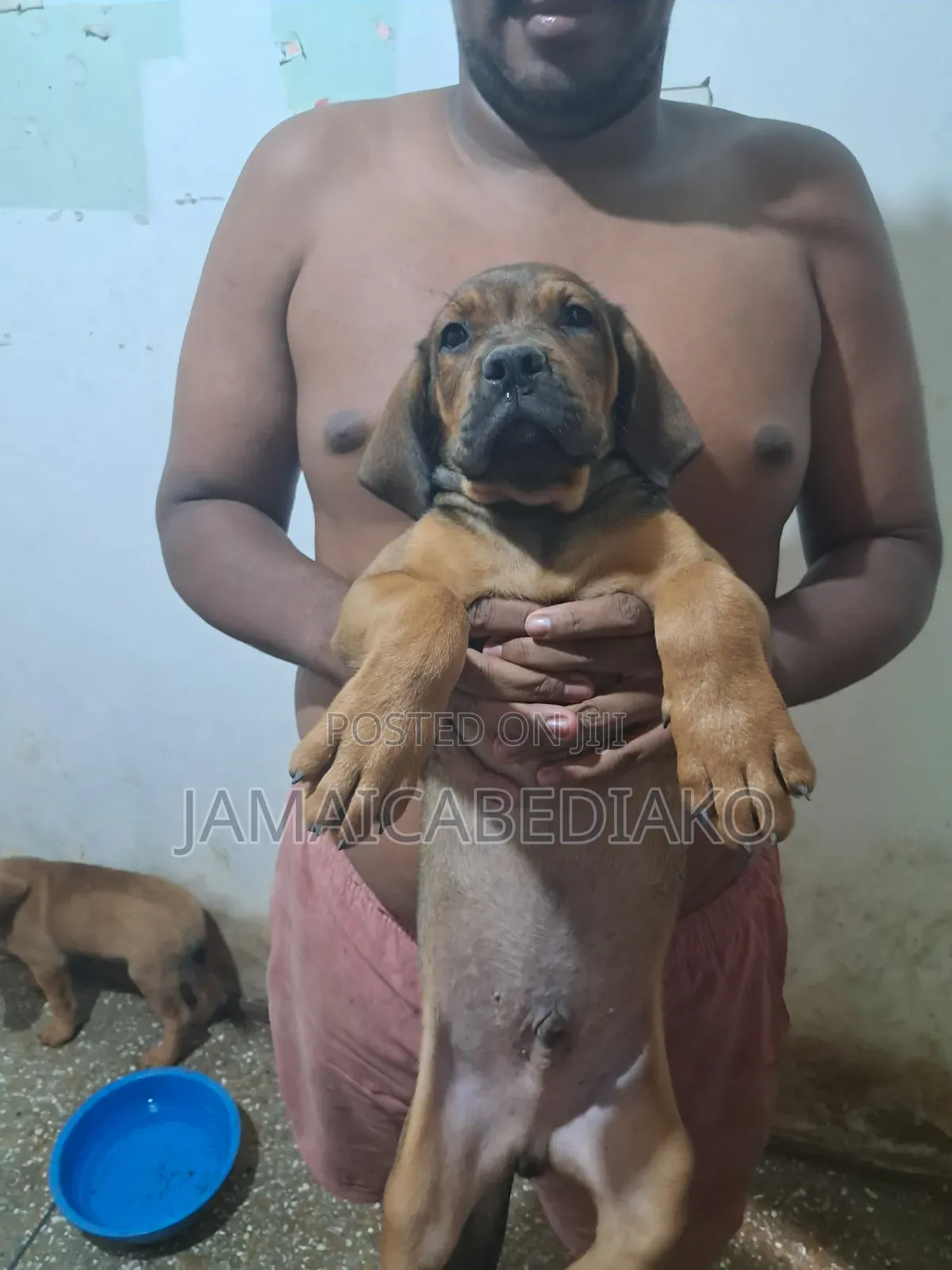 1-3 months Male Mixed Breed Boerboel
