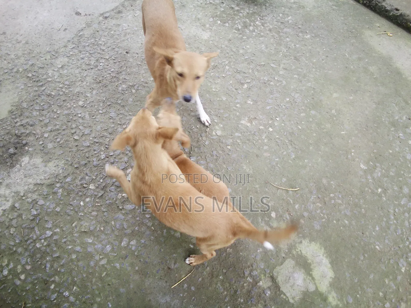 1-3 months Male Purebred Dog