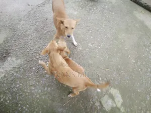 1-3 months Male Purebred Dog