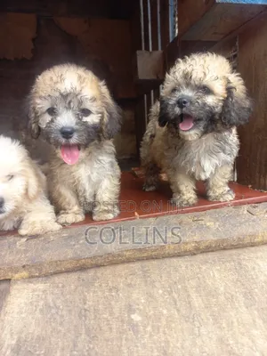 1-3 months Female Purebred Poodle