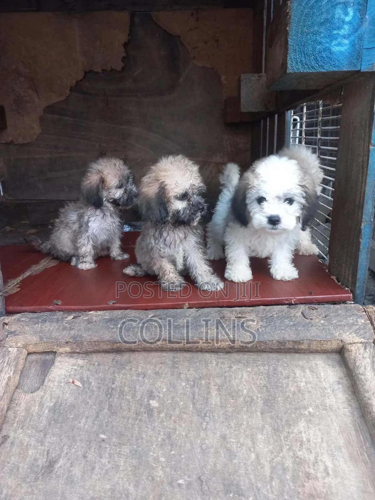 1-3 months Female Purebred Poodle