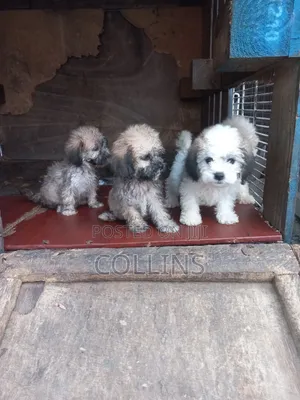 1-3 months Female Purebred Poodle