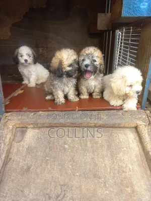 1-3 months Female Purebred Poodle