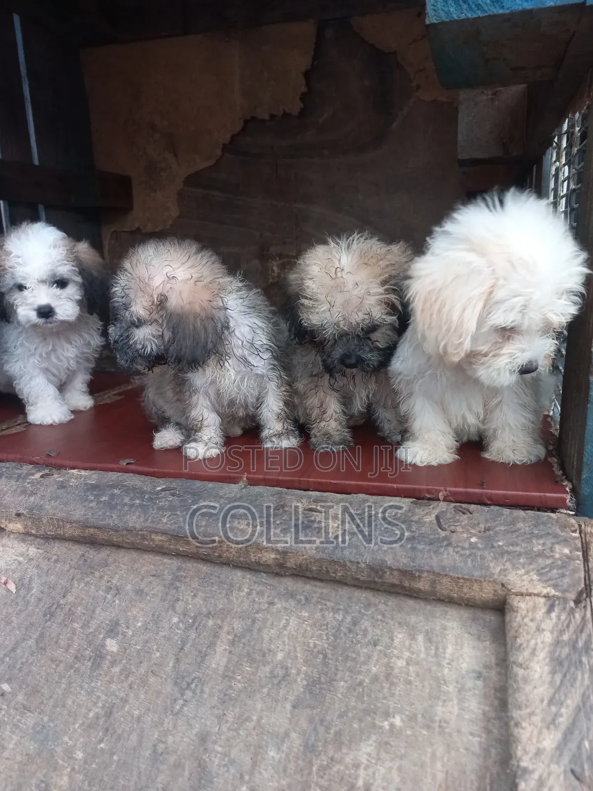 1-3 months Female Purebred Poodle