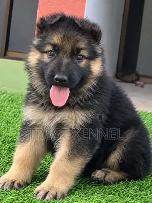 1-3 months Female Purebred German Shepherd