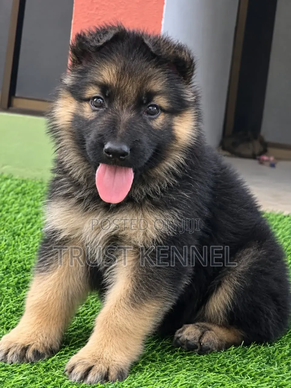 1-3 months Female Purebred German Shepherd