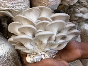 Fresh Oyster Mushroom