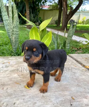 1-3 months Female Purebred Rottweiler