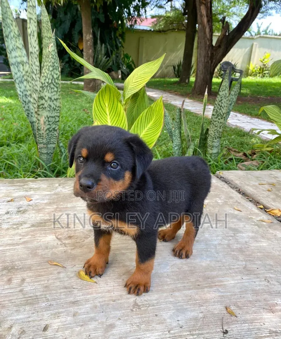1-3 months Female Purebred Rottweiler