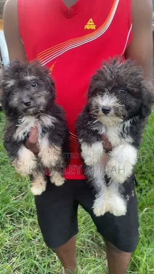 1-3 months Female Purebred Poodle