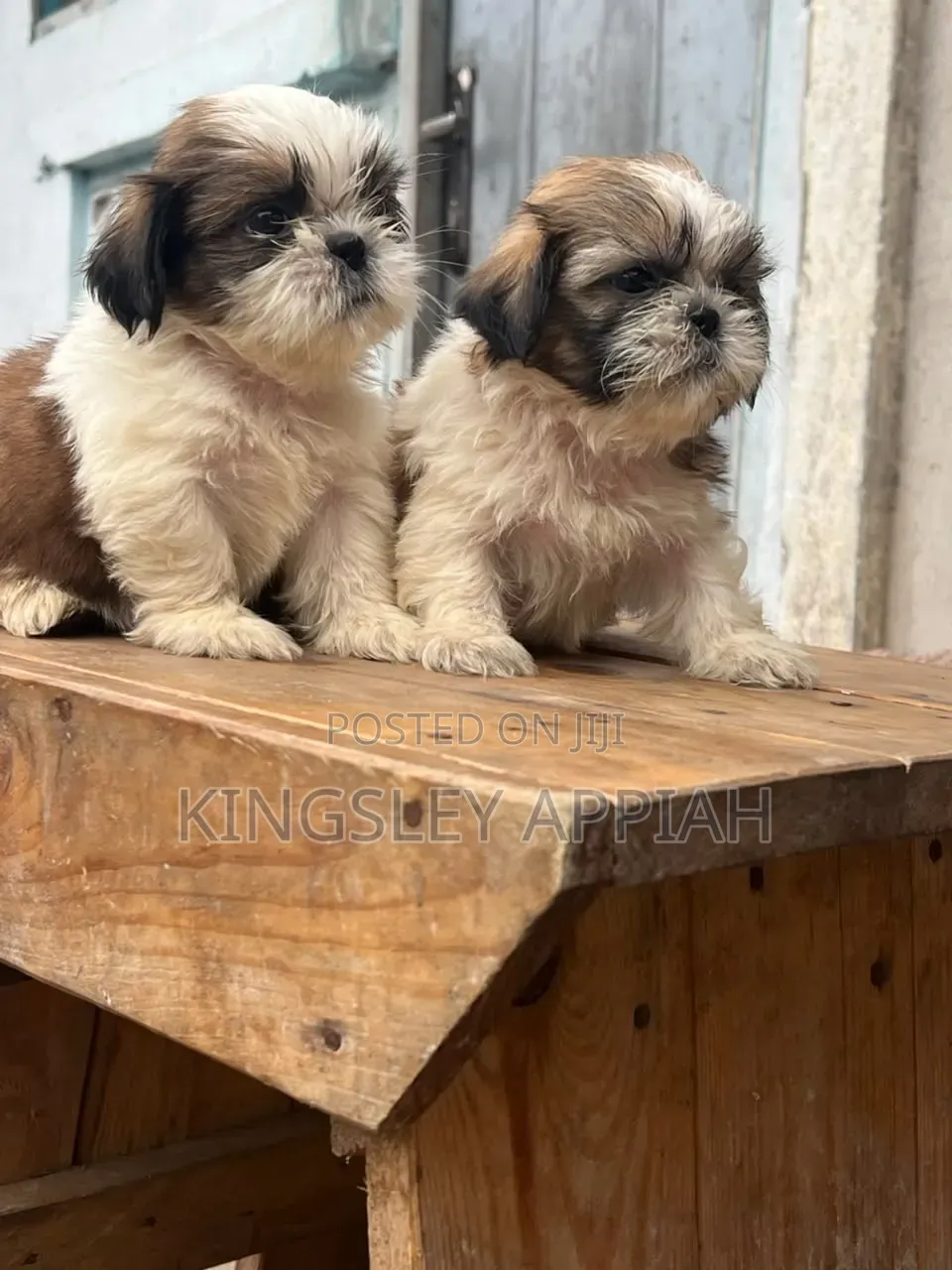1-3 months Female Purebred Shih Tzu