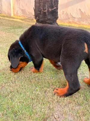 1-3 months Male Purebred Rottweiler