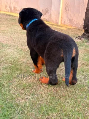 1-3 months Male Purebred Rottweiler