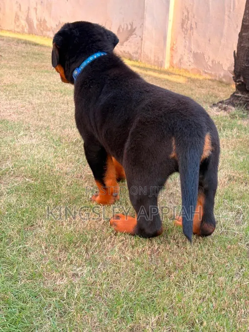 1-3 months Male Purebred Rottweiler