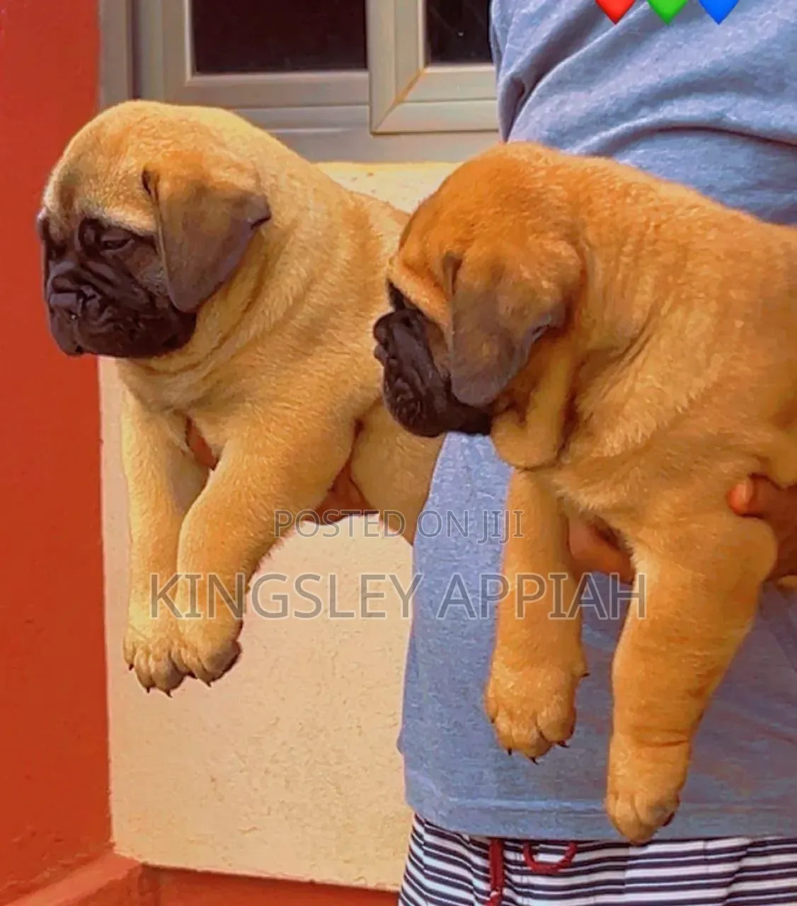 1-3 months Female Purebred Bullmastiff
