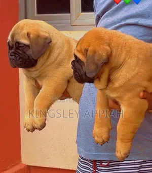 1-3 months Female Purebred Bullmastiff