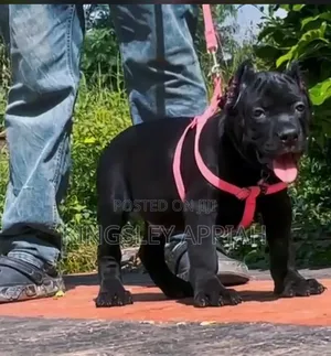 1-3 months Male Purebred Cane Corso