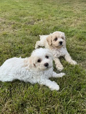 1-3 months Female Purebred Poodle