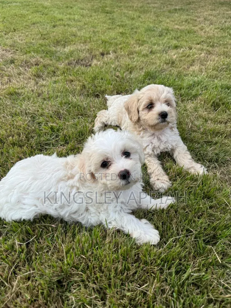 1-3 months Female Purebred Poodle