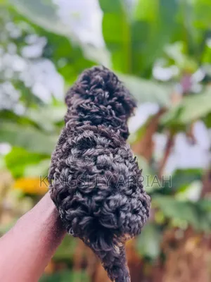 1-3 months Male Purebred Poodle