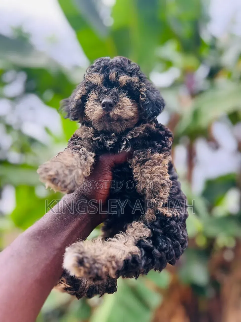 1-3 months Male Purebred Poodle