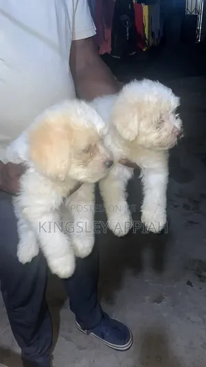 1-3 months Female Purebred Poodle
