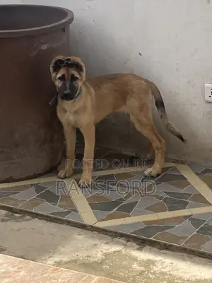 3-6 months Female Purebred German Shepherd