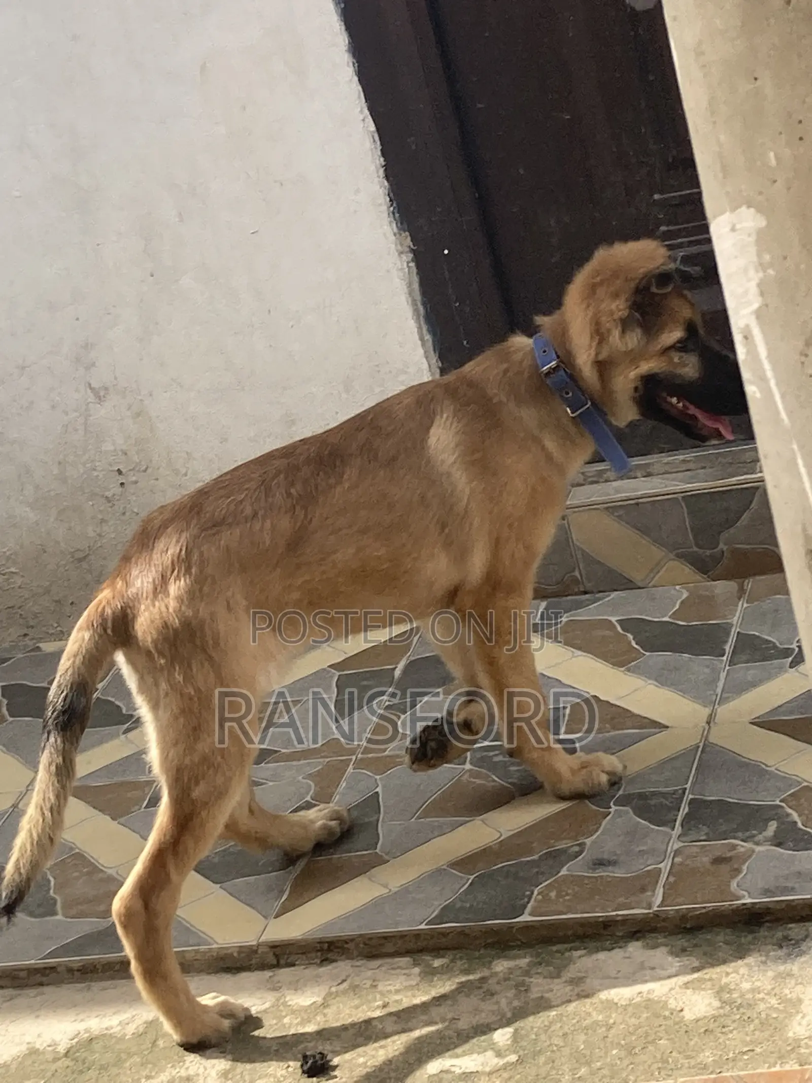 3-6 months Female Purebred German Shepherd