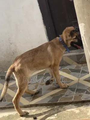 3-6 months Female Purebred German Shepherd
