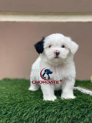 1-3 months Female Purebred Poodle