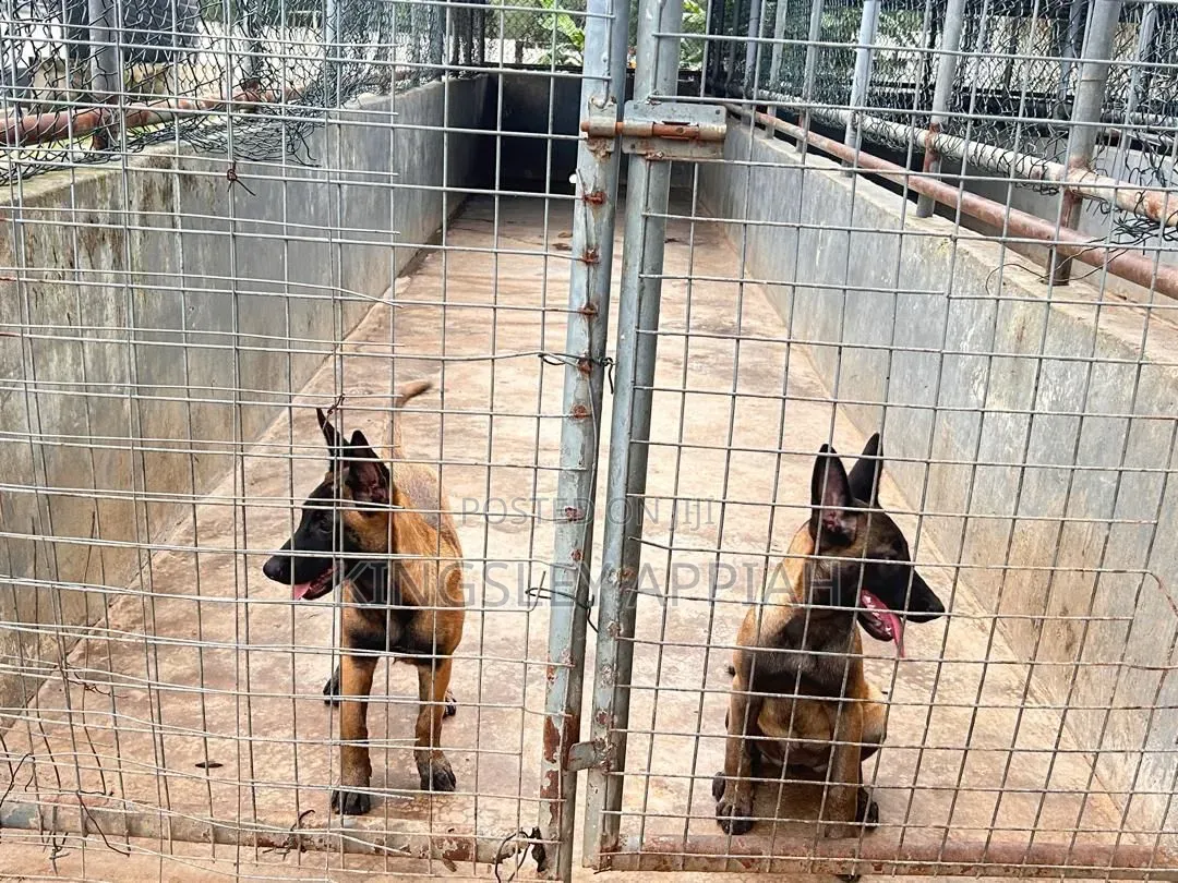 1-3 months Male Purebred Belgian Malinois