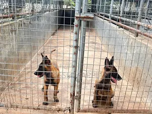 1-3 months Male Purebred Belgian Malinois