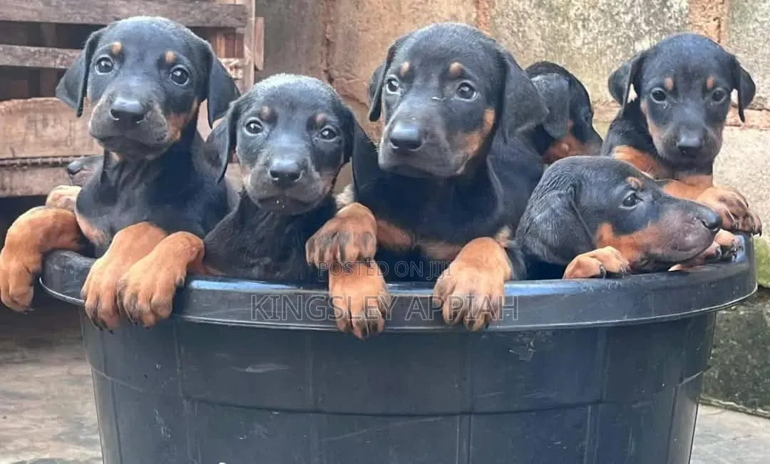 1-3 months Male Purebred Doberman Pinscher