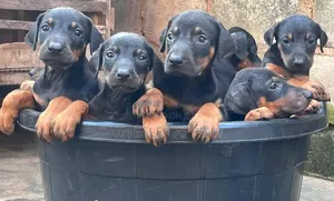 1-3 months Male Purebred Doberman Pinscher