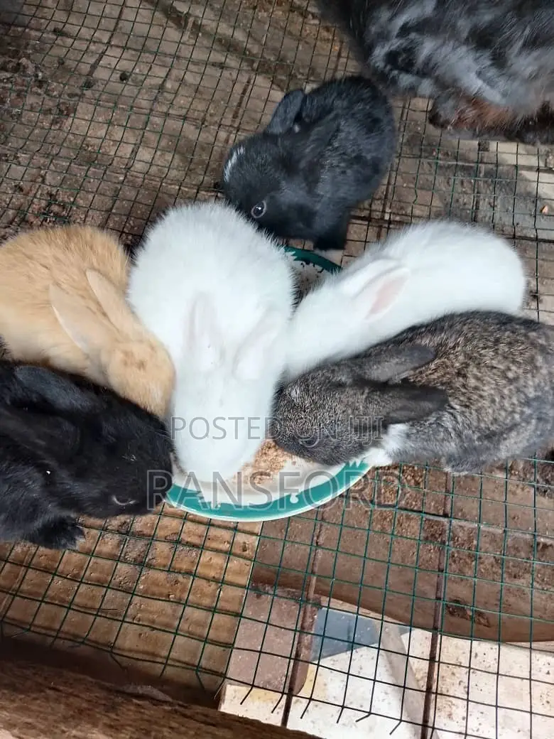 Rabbit Dutch
