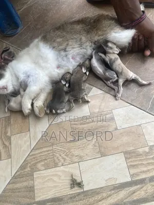 Rabbit Dutch