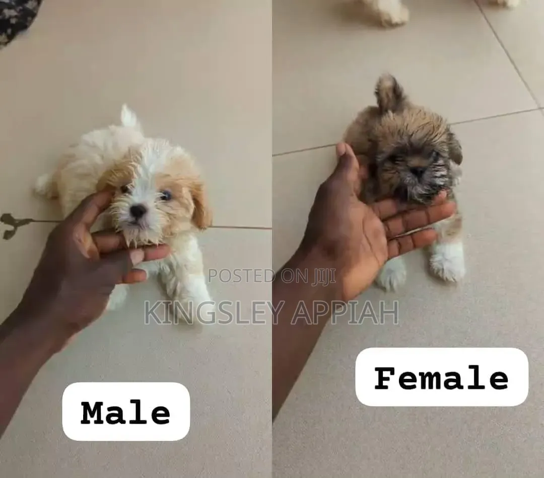 1-3 months Female Purebred Poodle