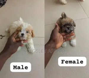 1-3 months Female Purebred Poodle