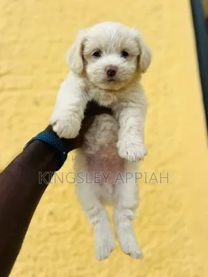 1-3 months Male Purebred Poodle